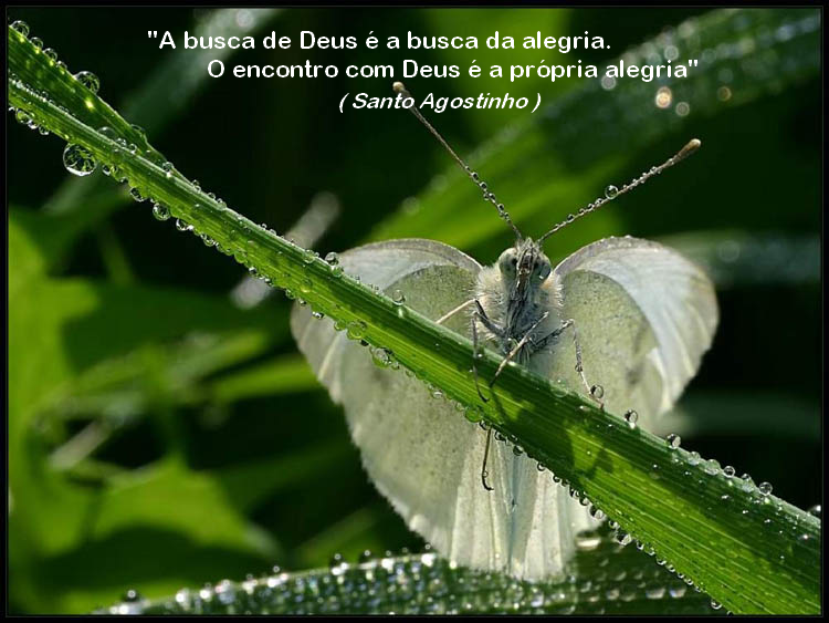 borboleta 10 santo agostinho image by FlaviusVersadus