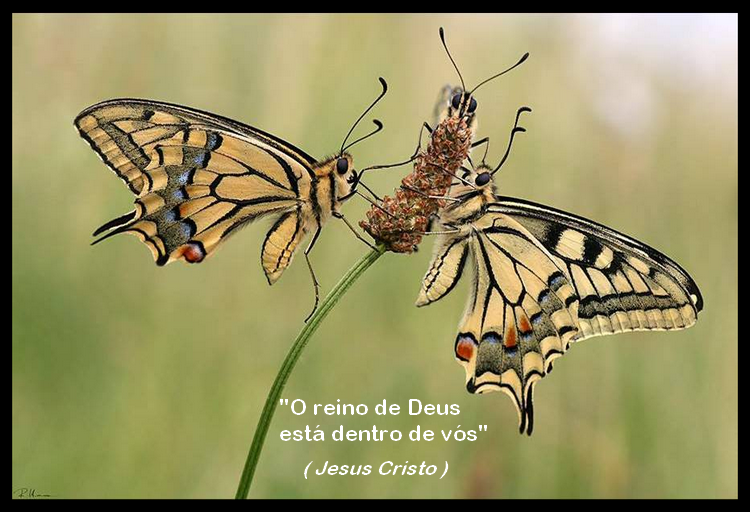 borboleta 22 jesus cristo by FlaviusVersadus